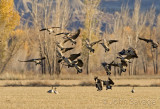 Canada geese coming in to feed