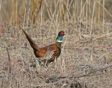 Ringneck pheasant