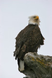 Bald Eagle homer alaska disc 7 021