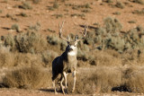Mule deer Kanab and Zion 500mm 11-26-08 212