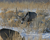 Mule deer bucks 12-21 003  