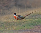 Ringneck Pheasant ouray 4-23-06 286