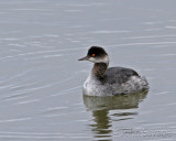 Eared Grebe winter colors, I think