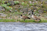 goose family  
