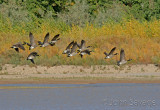 Canada geese in flight