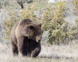 Grizzly bear passing thru