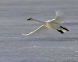 tundra swan