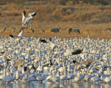 4 Ross geese and 1 snow coming into the flock