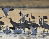 Snow geese invading the cranes peace and quite