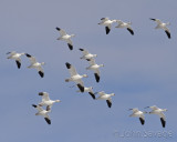 Ross geese with two snows