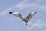 Seagull