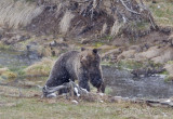 Grizzly bear along the creek