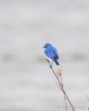 Mountain Bluebird