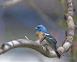 Lazuli Bunting