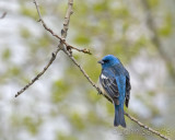 Lazuli Bunting