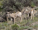 Rocky Mtn bighorn sheep lambs
