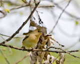 American Goldfinch female