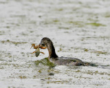 Pied-billed Grebe and uncomfortable frog