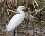 snowy egret