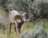 Rocky mtn bighorn sheep