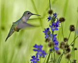 Broad-tailed hummingbird female