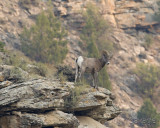 Rocky mountain bighorn