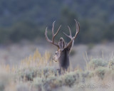 Mule deer