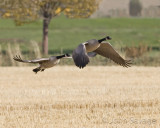 Canada geese