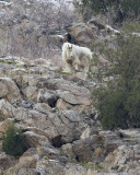 mountain goat