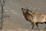 Bull elk sounding off
