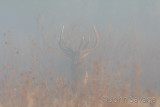 Bull elk bugling in the fog
