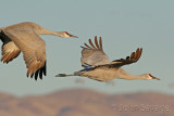 Sandhill cranes new mexico disc 1 046  
