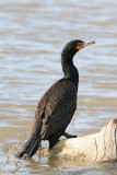 double crested cormorant  