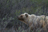 grizzly  testing the wind