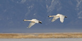 swans at bear river