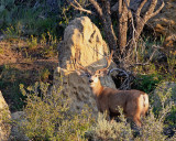 Mule deer      bookcliffs 8-19-07 074  