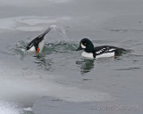 Barrows Goldeneye  gardiner 113  