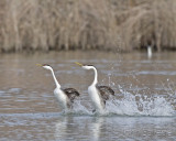 Western grebes and courtship dance.jpg