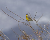 Meadowlark in full song.jpg