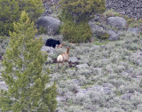 Black bear with calf elk