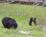 Black bear female with cubs