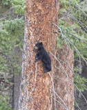 Black bear cub