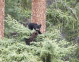 Black Bear cubs in tree