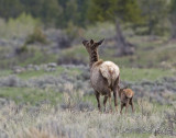 Elk cow trying to keep wobbly legged baby off the menu