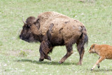 Bison on the run