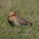 Black-tailed Godwit - Grutto - Limosa limosa