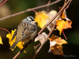 bruant a couronne blanche - white crowned sparrow