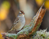 bruant couronne blanche juv. - white crowned sparrow juv