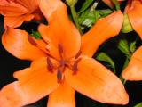 Orange Lilies 009a.jpg