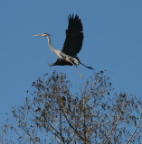 heron_takeoff.jpg